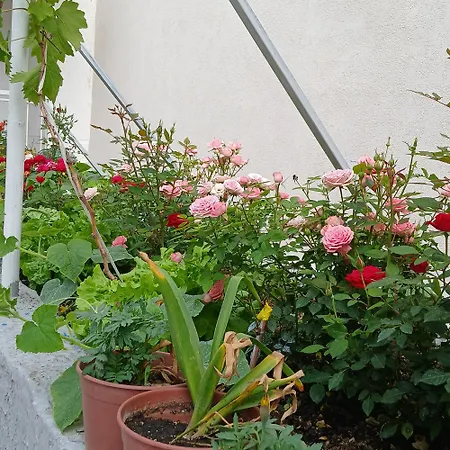 Oasis Bed & Breakfast 3*