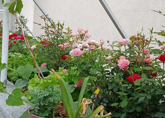 Oasis Alojamento de Acomodação e Pequeno-almoço 3*