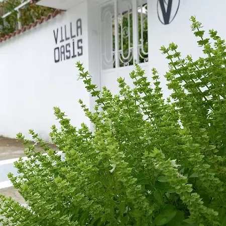 Oasis *